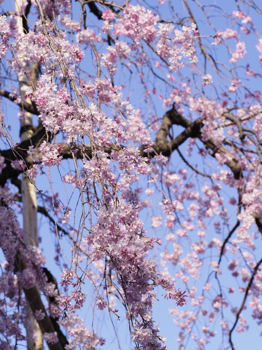 f:id:PE110:20200322203721j:plain f:id:PE110:20200322203721j:plain