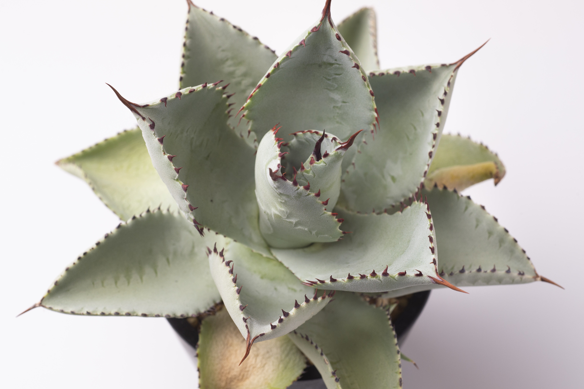 観葉植物沼にハマるには、まずはアガベから。 - にわかから始まる趣味