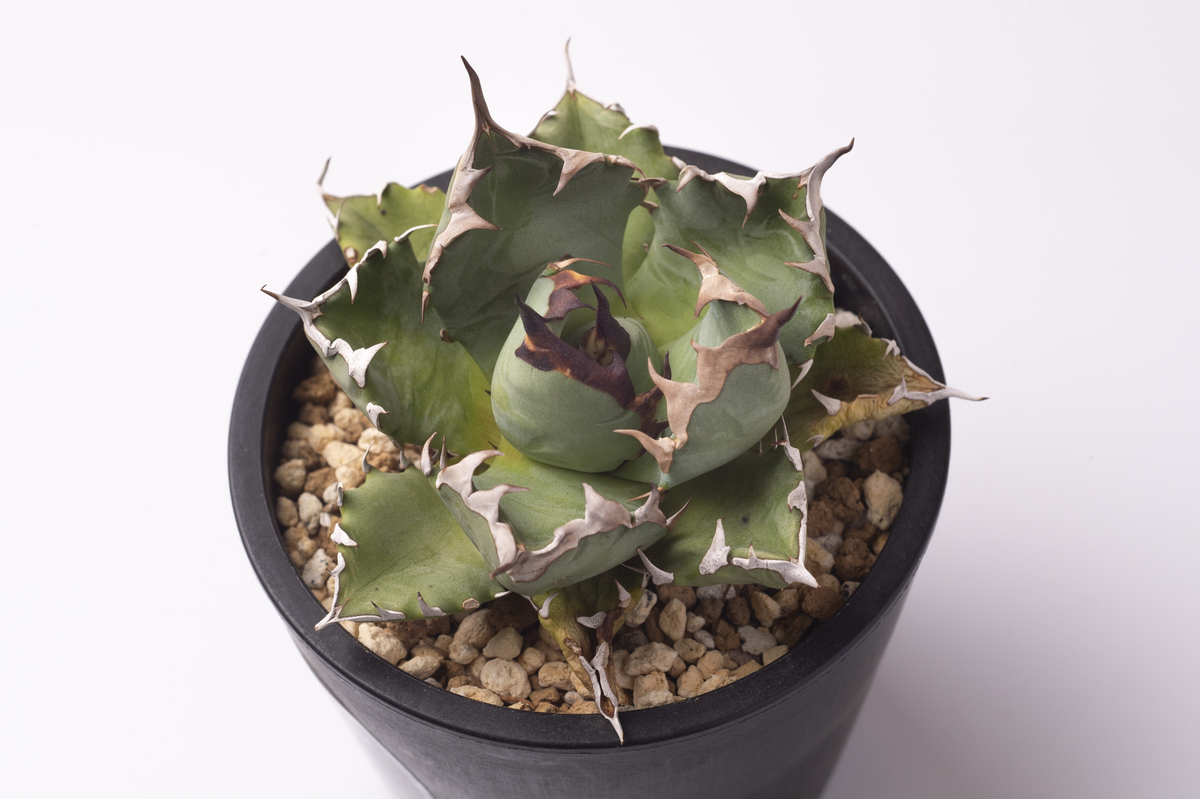 f:id:PE110:20210827174302j:plain