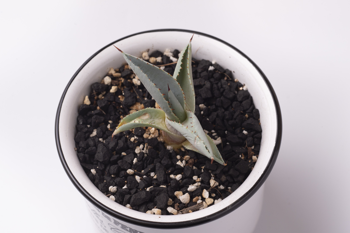 観葉植物沼にハマるには、まずはアガベから。 - にわかから始まる趣味