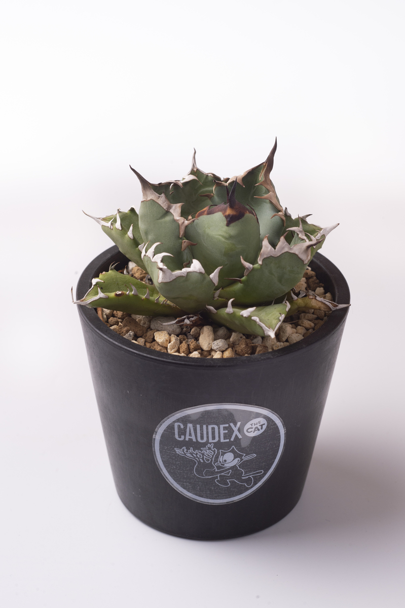 f:id:PE110:20210827174439j:plain