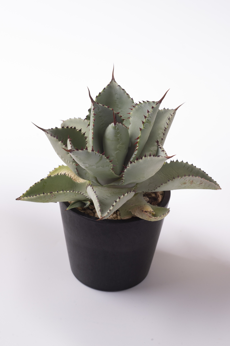 観葉植物沼にハマるには、まずはアガベから。 - にわかから始まる趣味