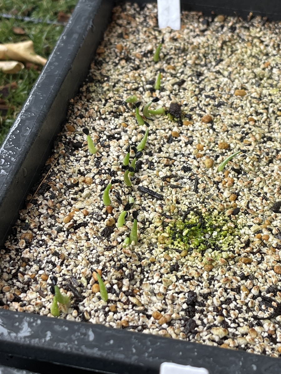 f:id:PE110:20210827183143j:plain