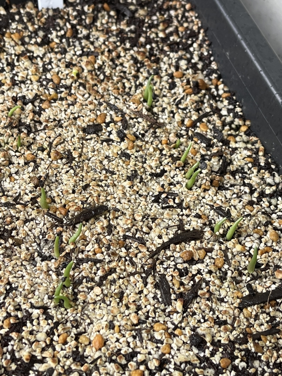 f:id:PE110:20210827183154j:plain