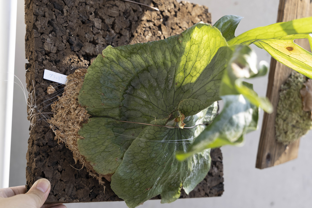 f:id:PE110:20210924214451j:plain