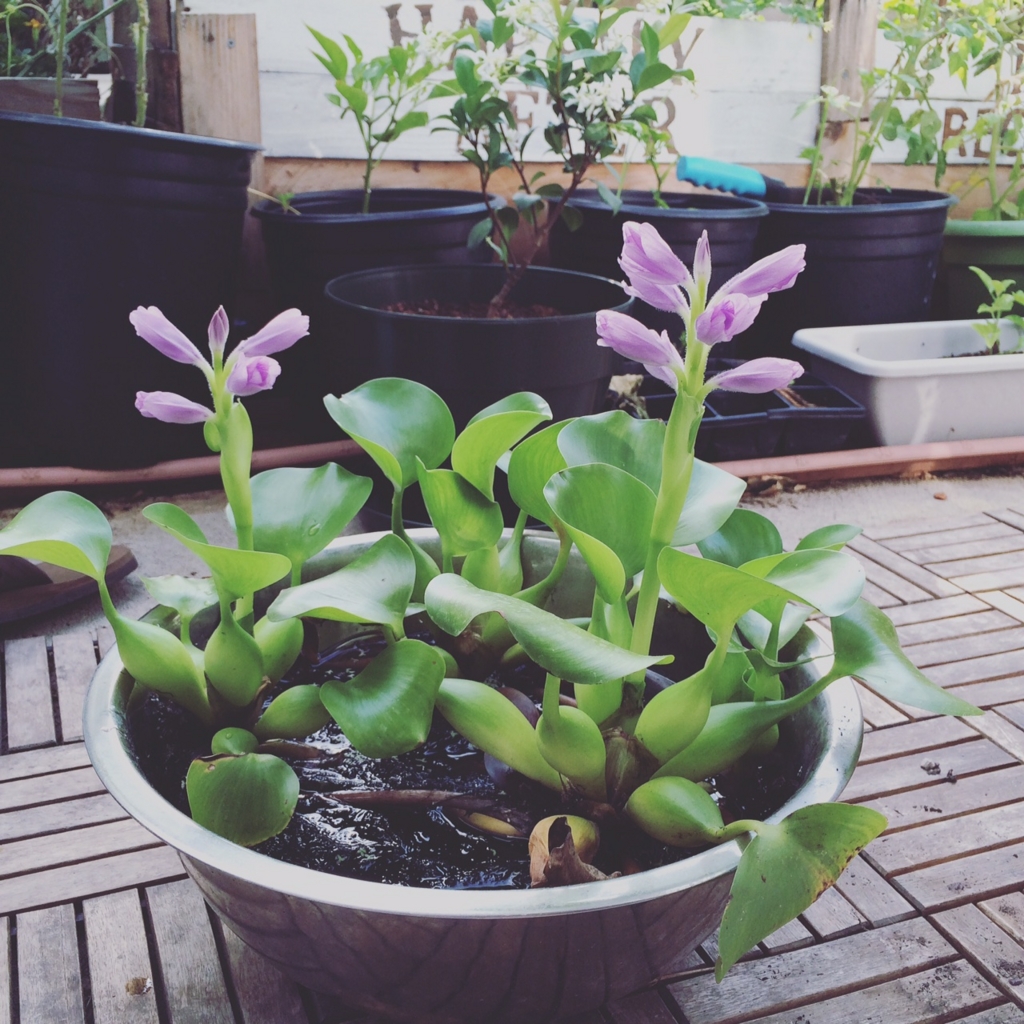 ネイティブと話す機会を作る おすすめのアプリとサイト 英語のあれこれシェアブログ ネイティブと話す機会を作る おすすめのアプリとサイト 英語のあれこれシェアブログ