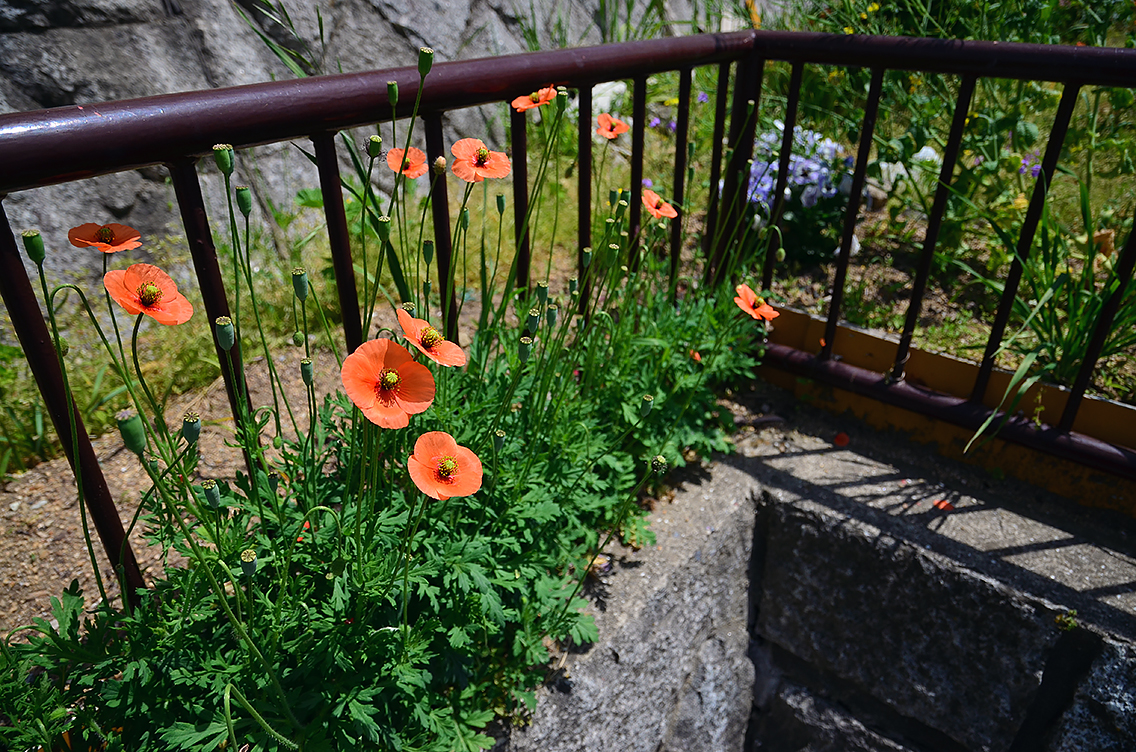 f:id:PEH01404:20140504125723j:image:w640