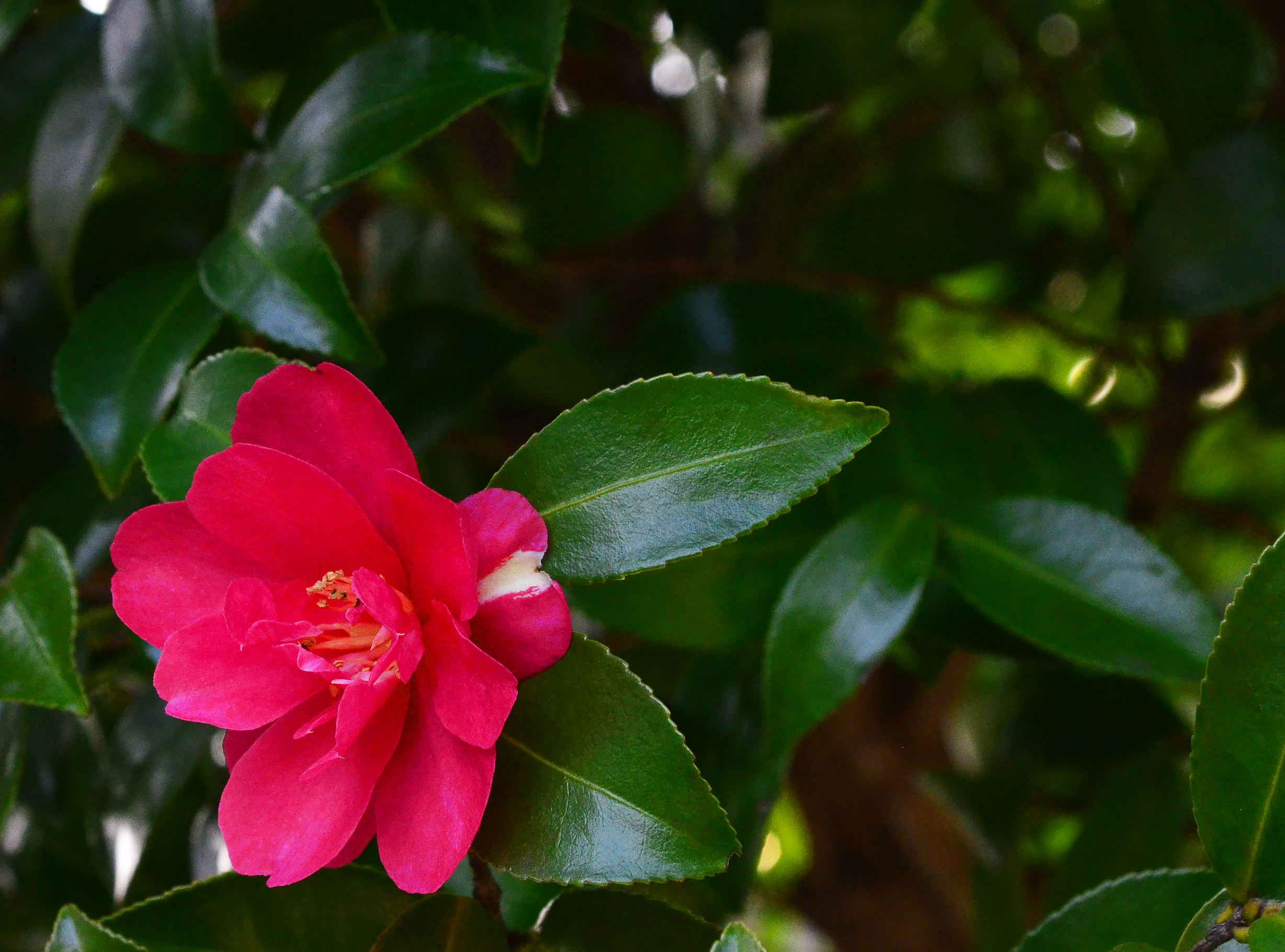 f:id:PEH01404:20150322162059j:image:w640
