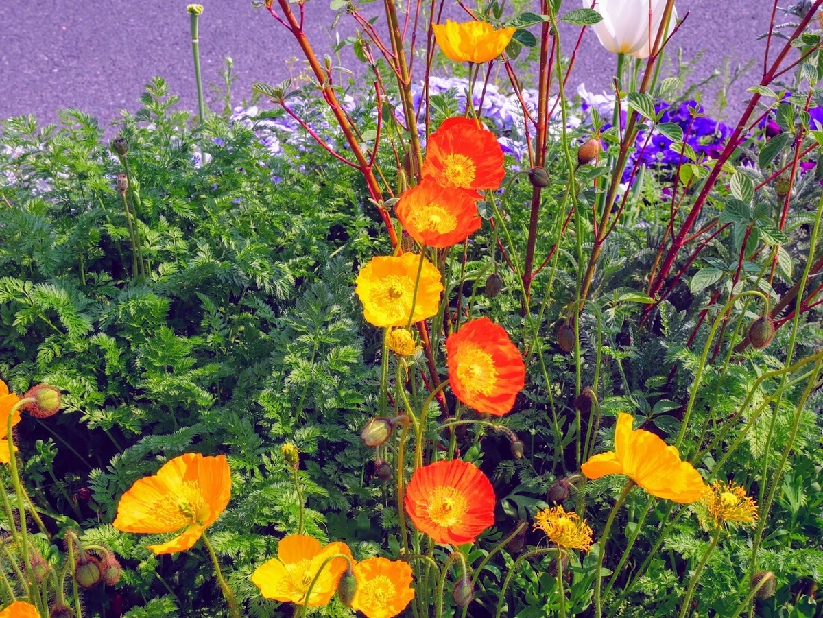 f:id:PEH01404:20190423202628j:plain