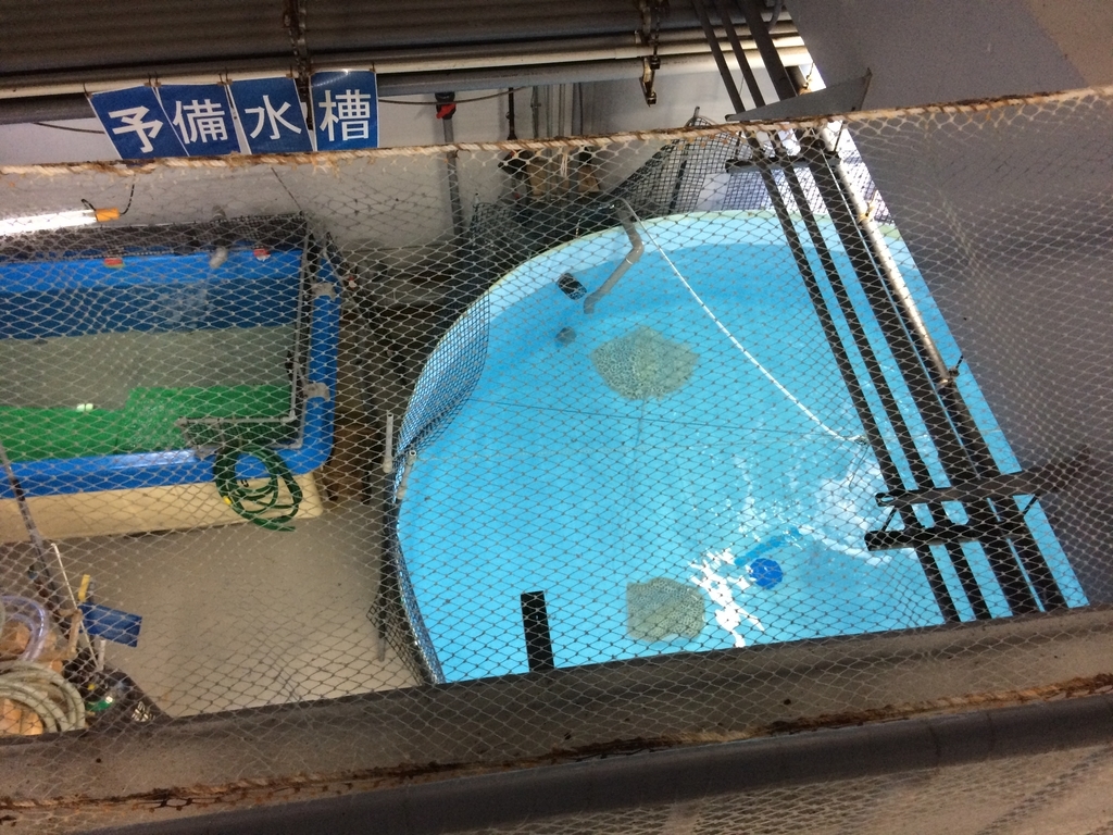 f:id:PET_HAL:20181127215358j:plain