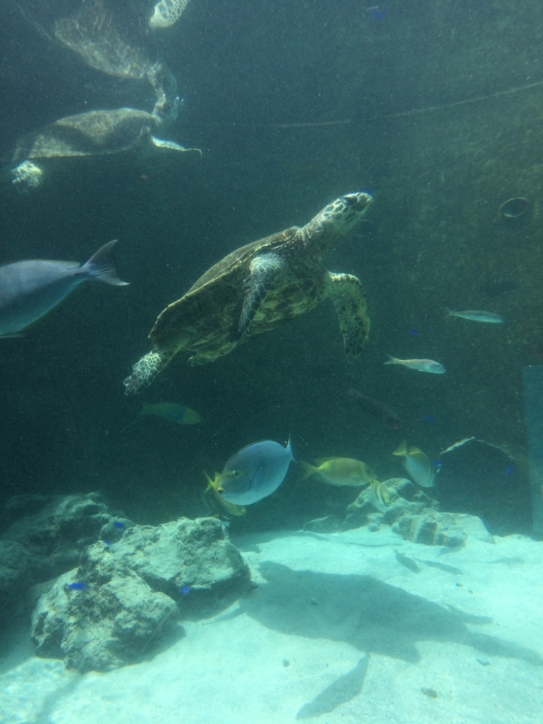 f:id:PET_HAL:20181127222130j:plain