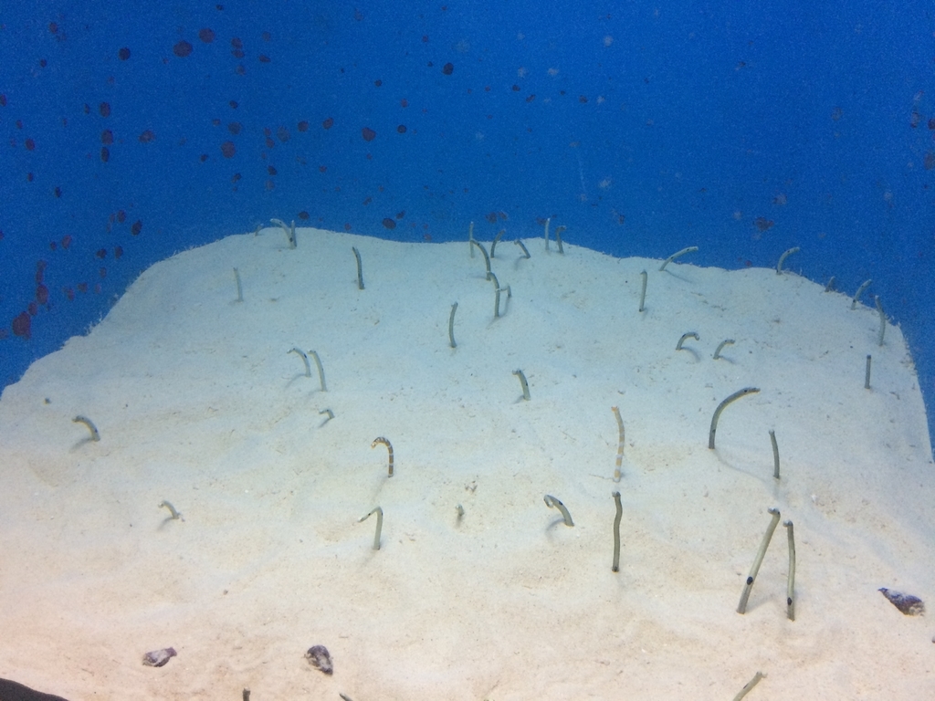 f:id:PET_HAL:20181127224227j:plain