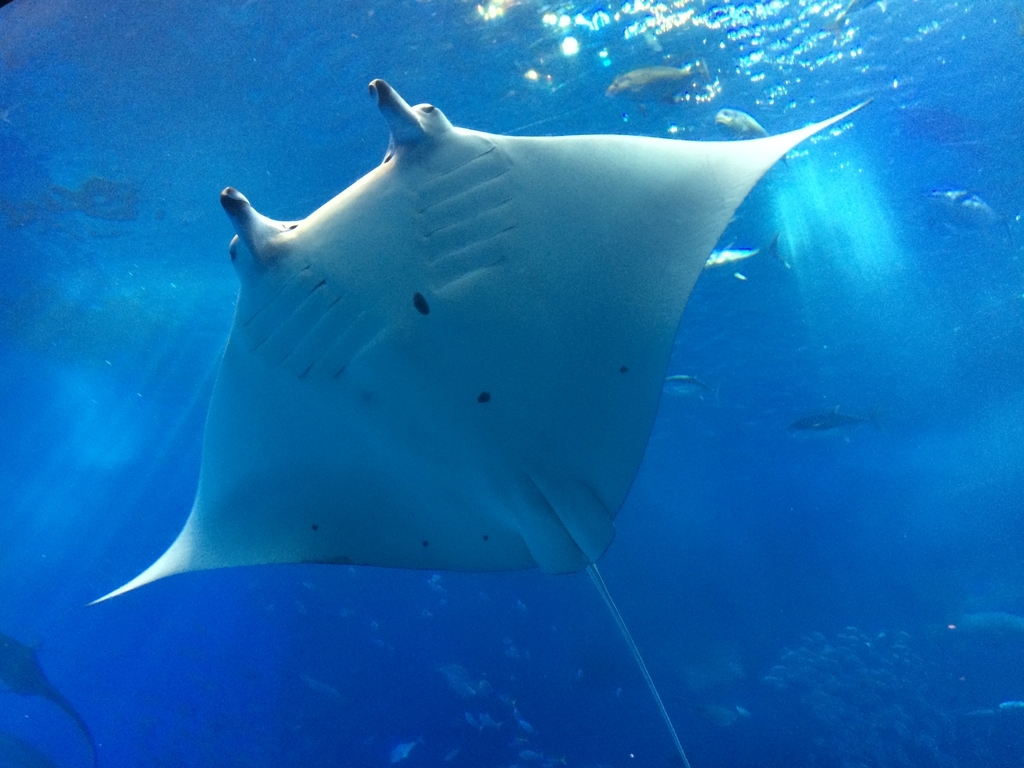 f:id:PET_HAL:20181127224539j:plain