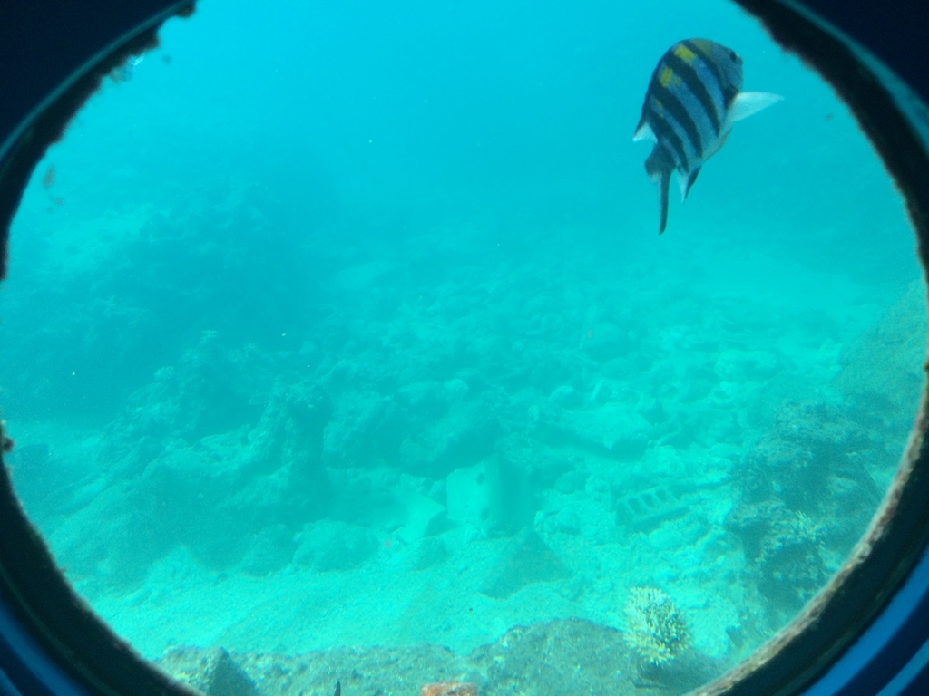 f:id:PET_HAL:20181130230228j:plain