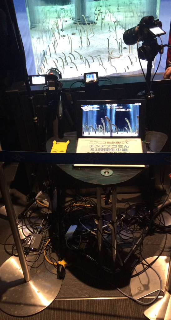 f:id:PET_HAL:20181201211343j:plain