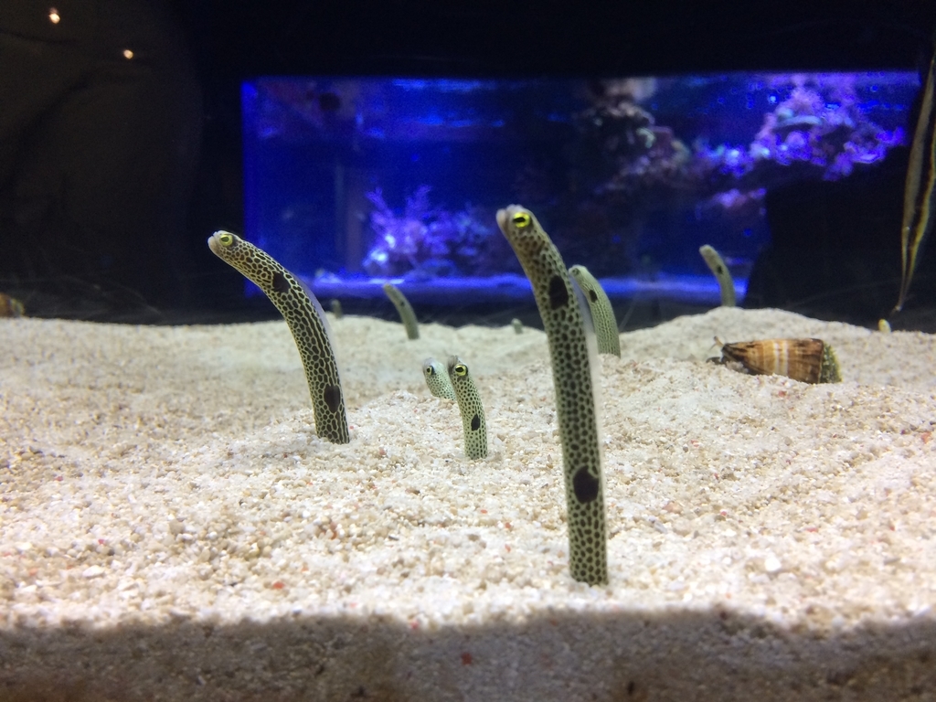 f:id:PET_HAL:20181201211557j:plain