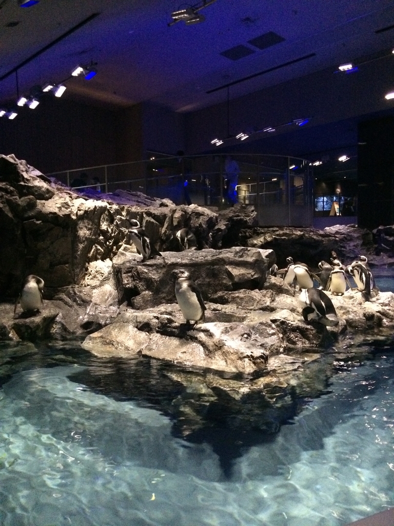 f:id:PET_HAL:20181201211722j:plain