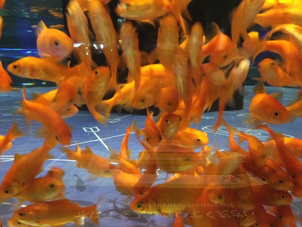 f:id:PET_HAL:20181201211832j:plain