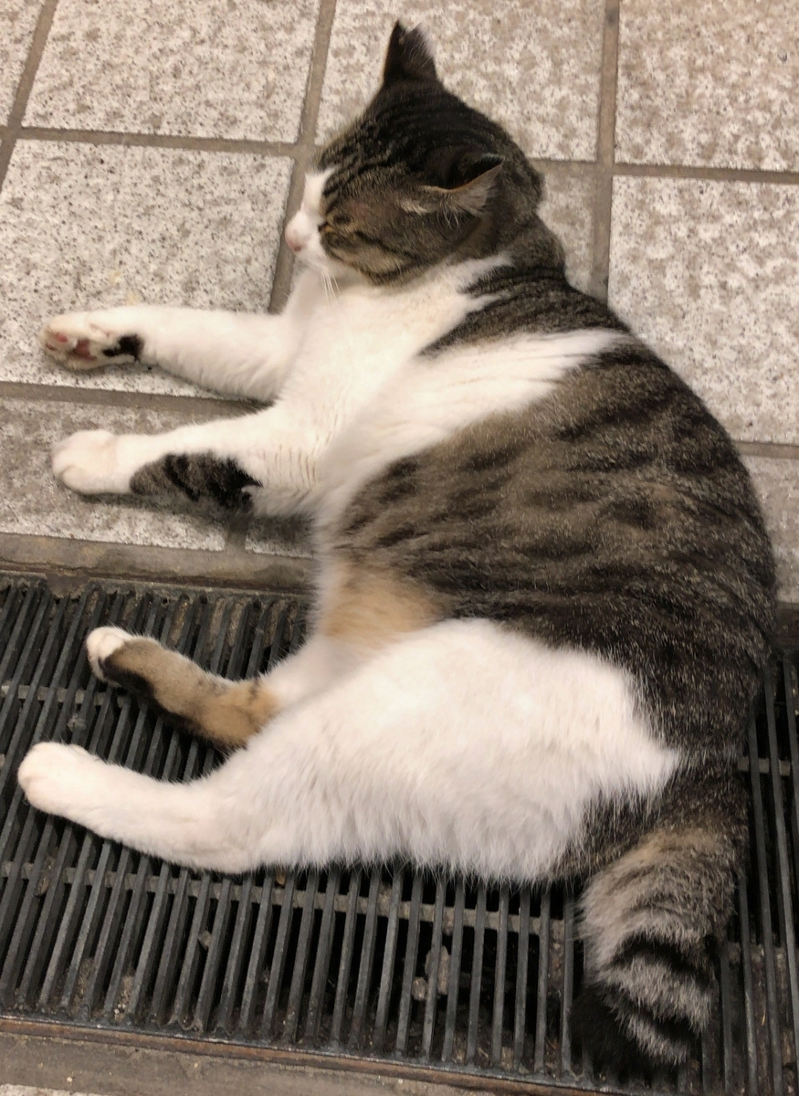 猫