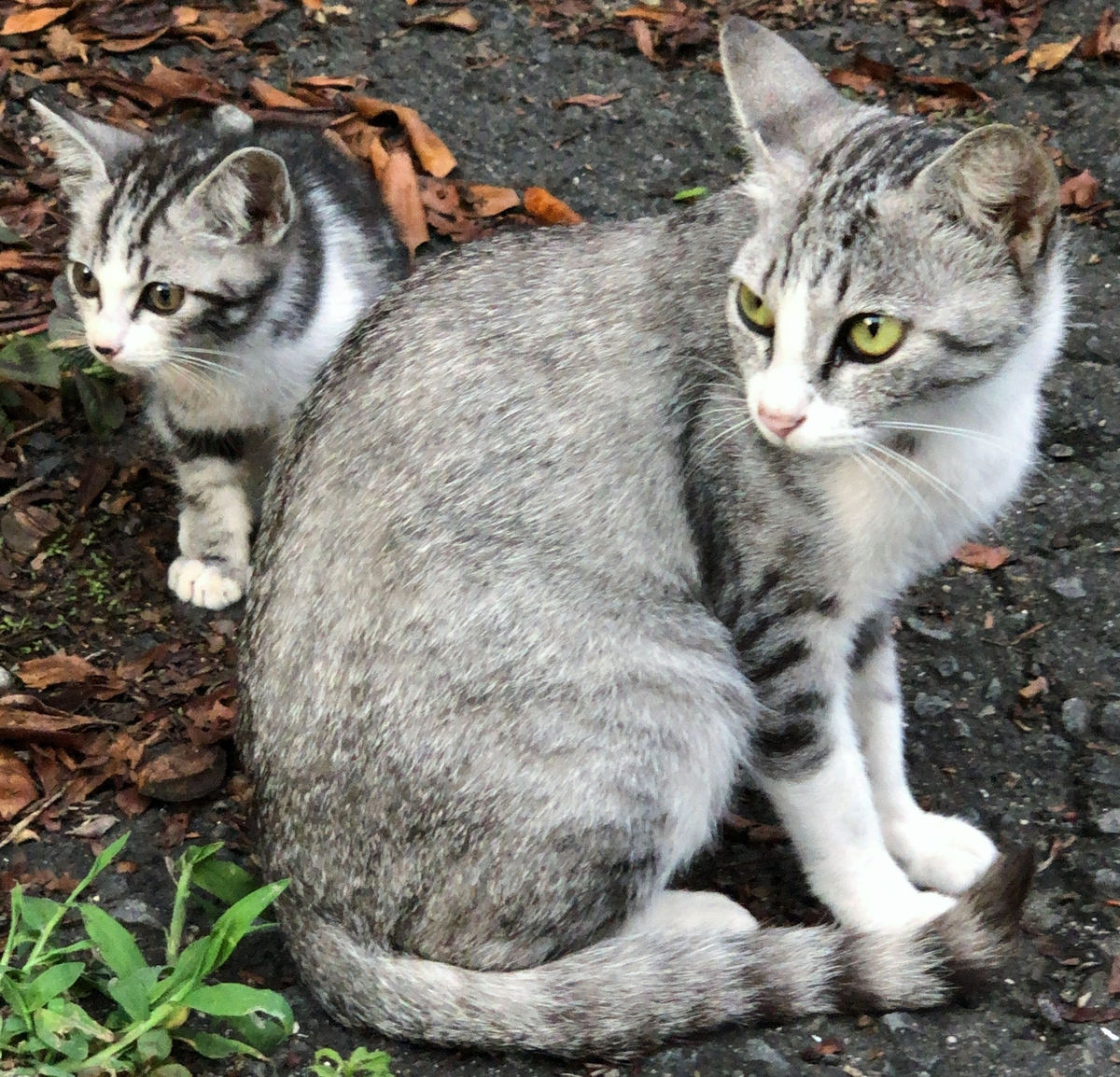 猫