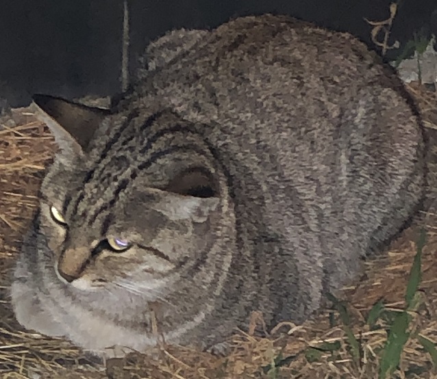 f:id:PET_HAL:20191101175558j:plain f:id:PET_HAL:20191101175558j:plain