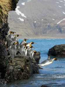 ペンギン