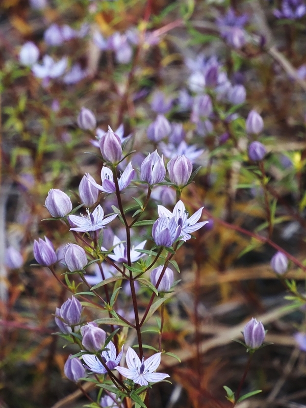 💖ムラサキセンブリ💖 - 花遊び 山遊び ブログ