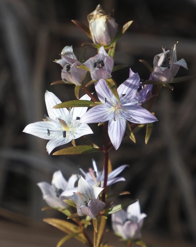 💖ムラサキセンブリ💖 - 花遊び 山遊び ブログ