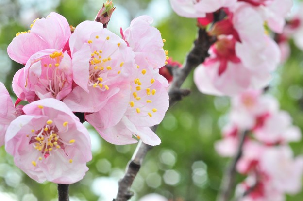 f:id:PLUMERIA:20190108155327j:plain f:id:PLUMERIA:20190108155327j:plain