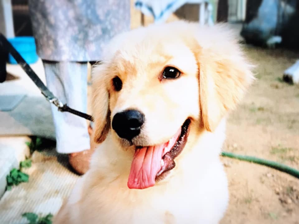 f:id:PLUMERIA:20190122151347j:plain f:id:PLUMERIA:20190122151347j:plain