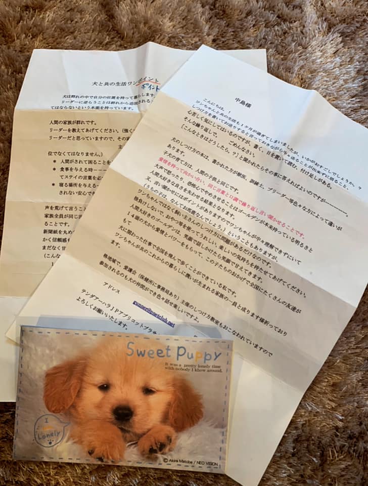 f:id:PLUMERIA:20190207145838j:plain f:id:PLUMERIA:20190207145838j:plain