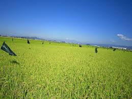 f:id:PNdesign-y:20170212004807p:plain