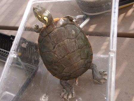 f:id:POKKUN1973:20201003210029j:plain