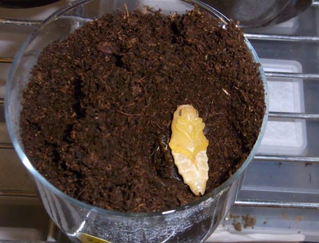 f:id:POKKUN1973:20201009211557j:plain