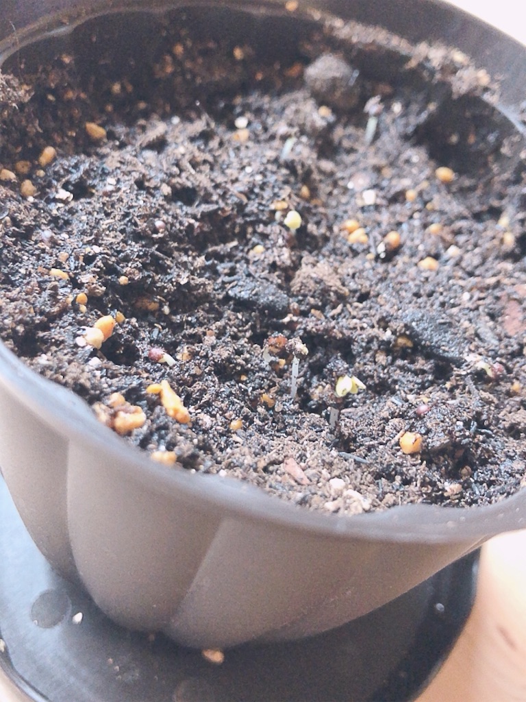 f:id:POLIFEBOX:20190228112104j:image