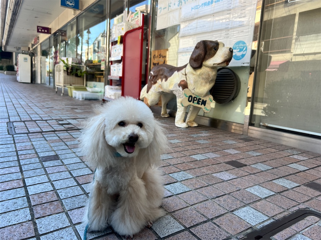 f:id:POLO2018:20240510181947j:image