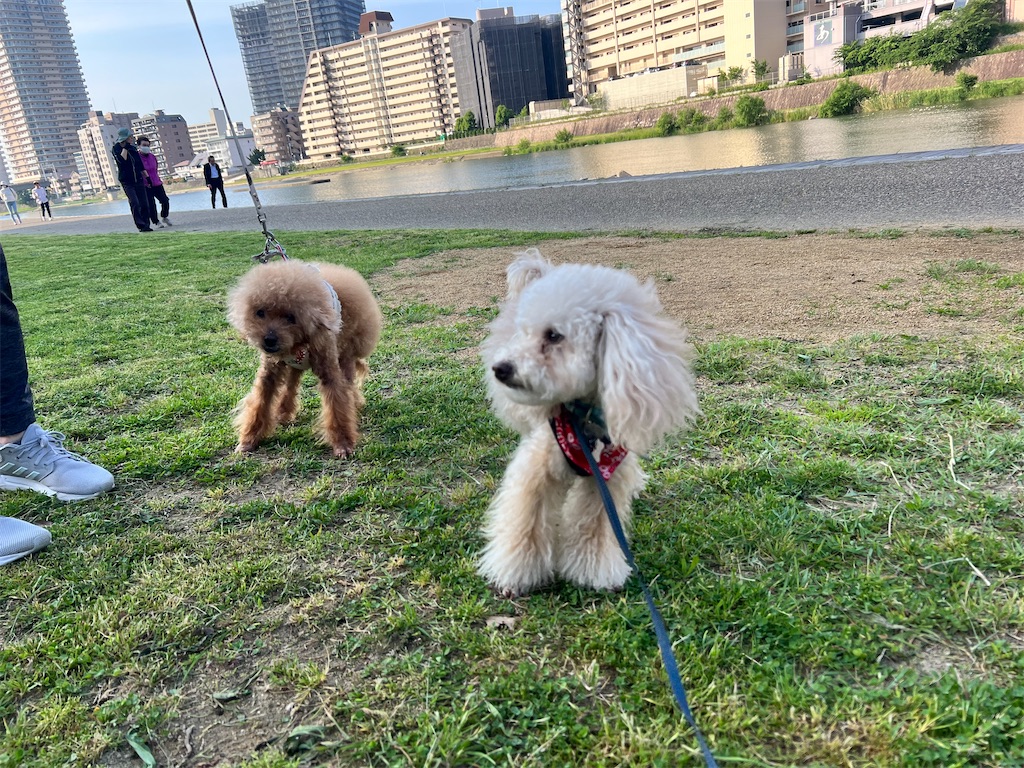 f:id:POLO2018:20240521183540j:image