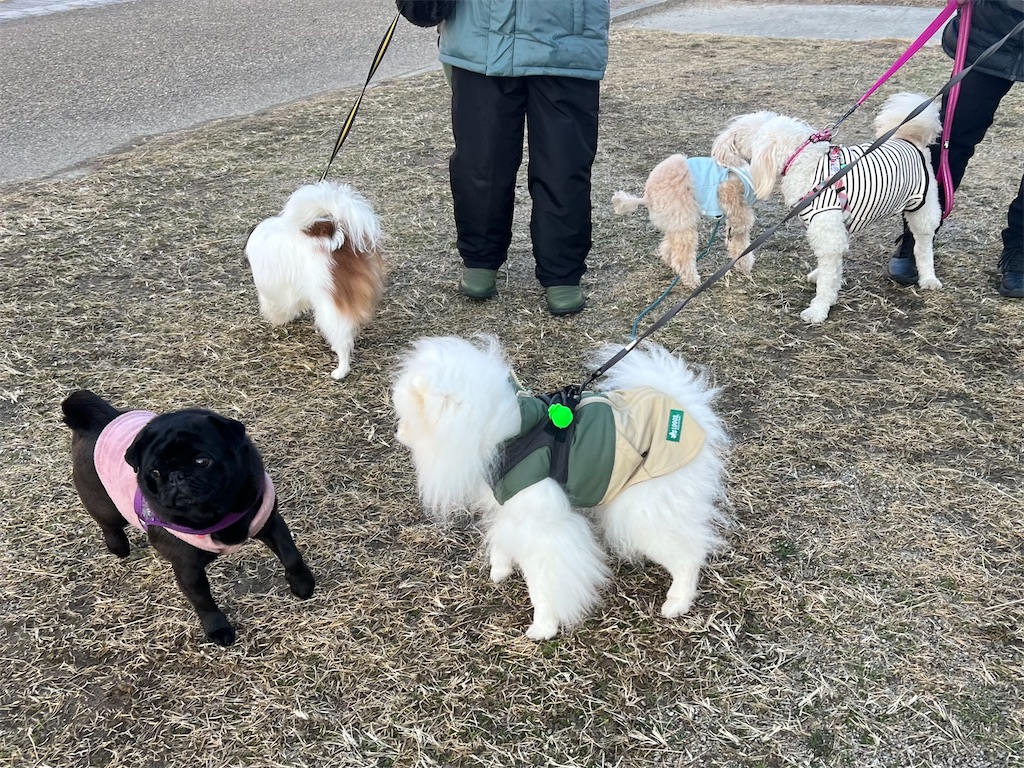 f:id:POLO2018:20250309172733j:image