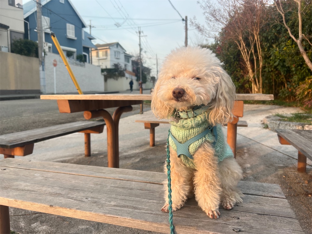 f:id:POLO2018:20250313191251j:image