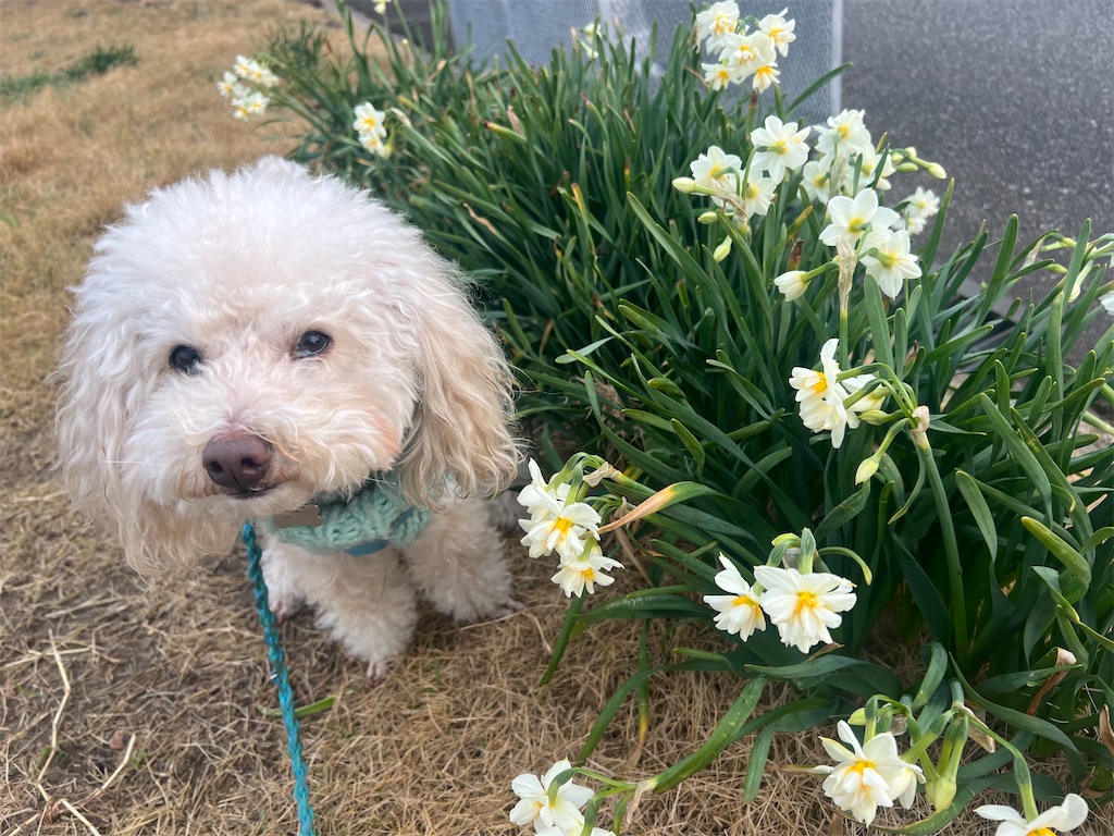 f:id:POLO2018:20250313191254j:image