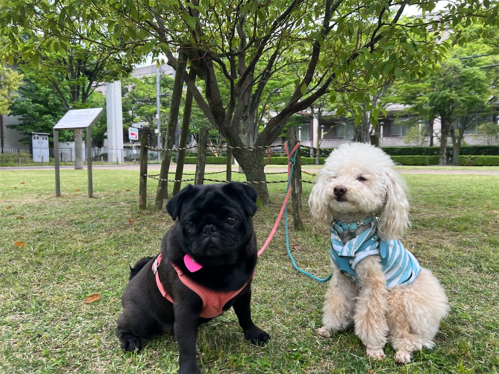 f:id:POLO2018:20250516183441j:image