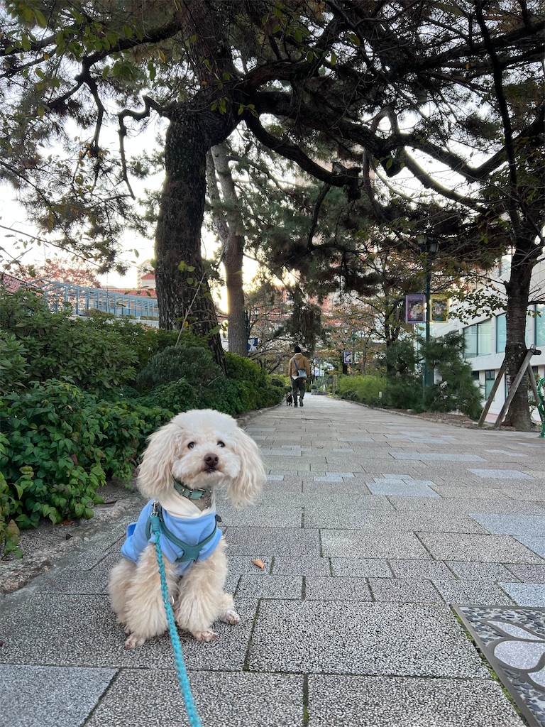 f:id:POLO2018:20251119185523j:image