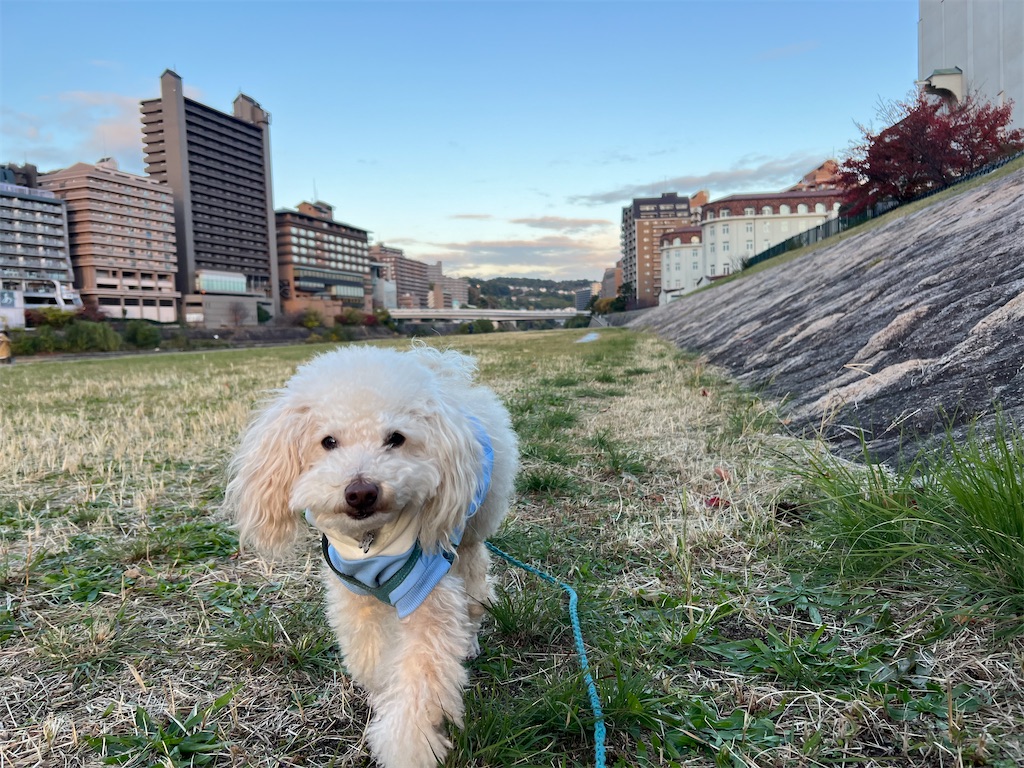 f:id:POLO2018:20251119185529j:image