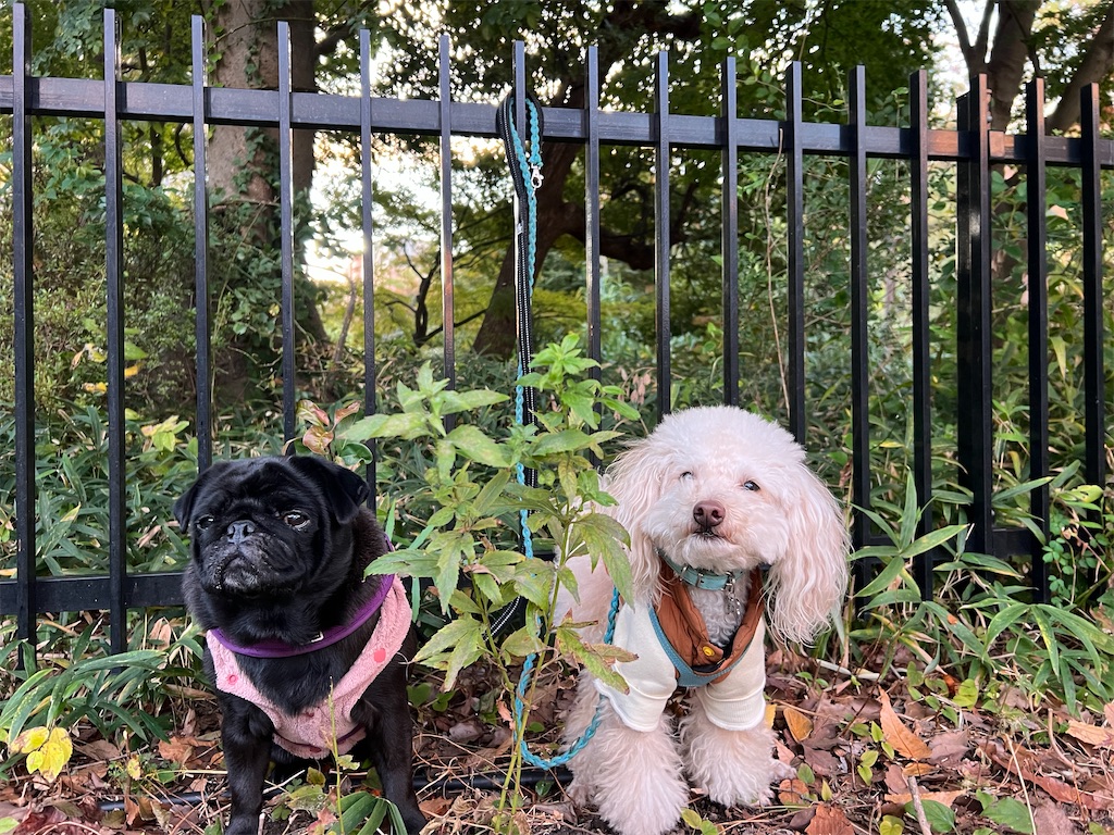 f:id:POLO2018:20251120175833j:image