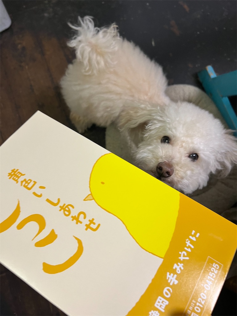 f:id:POLO2018:20251120175836j:image