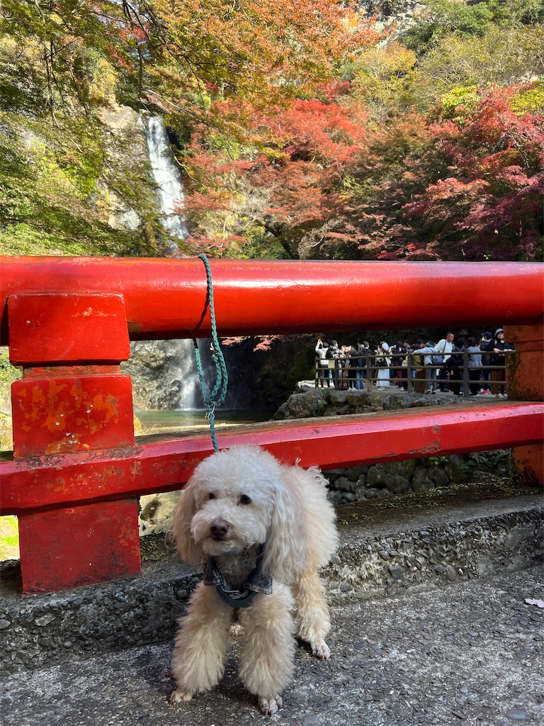 f:id:POLO2018:20251123175648j:image