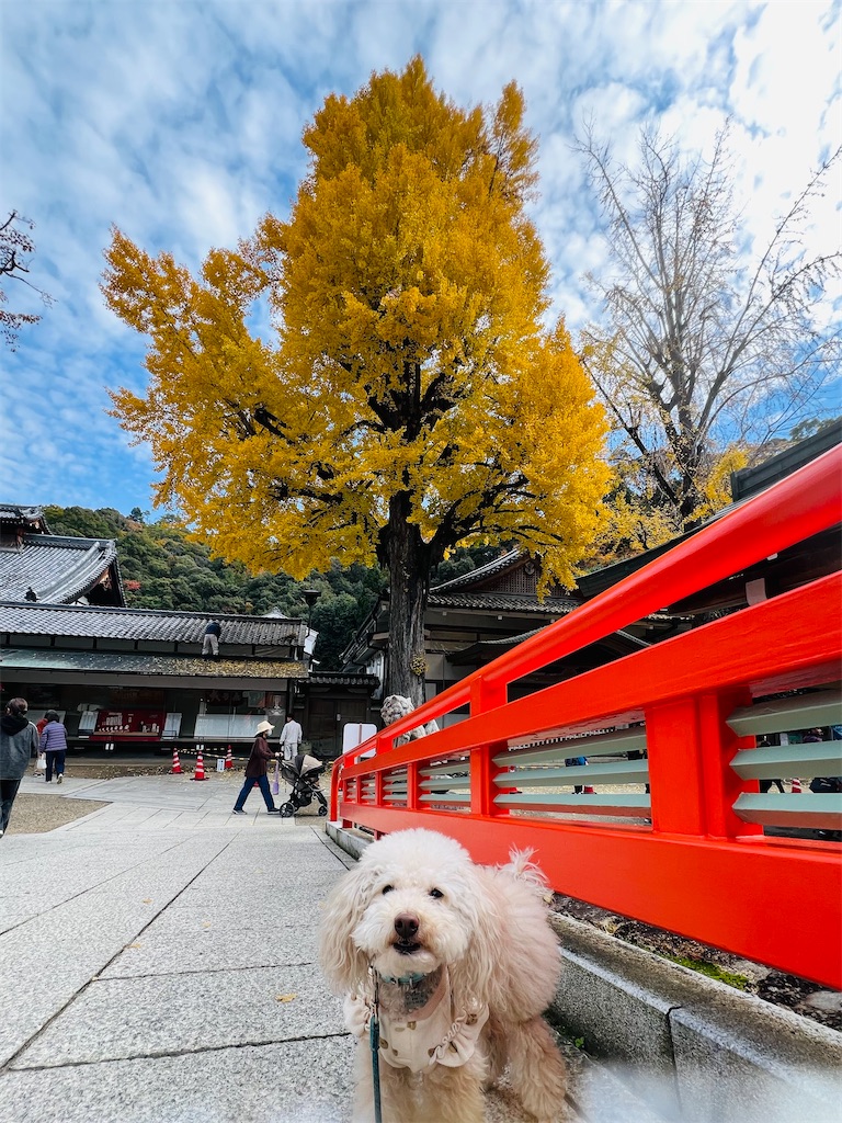 f:id:POLO2018:20251124173617j:image