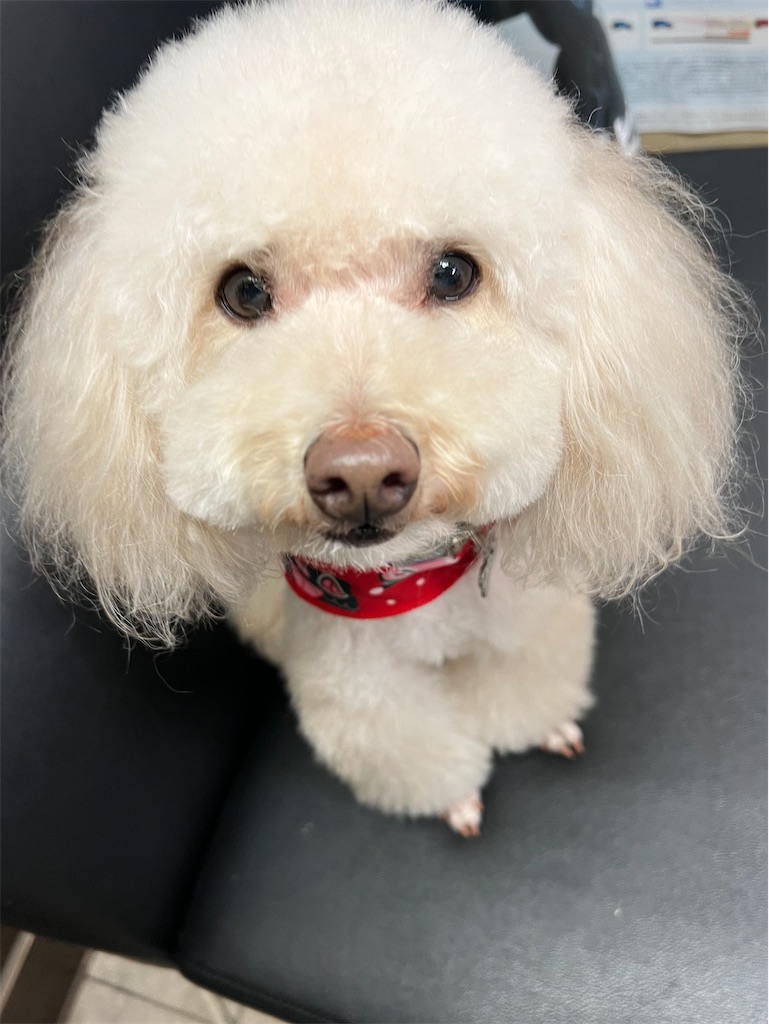 f:id:POLO2018:20251125190311j:image