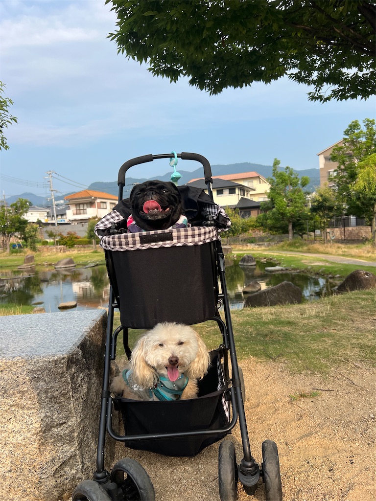 f:id:POLO2018:20260722174938j:image