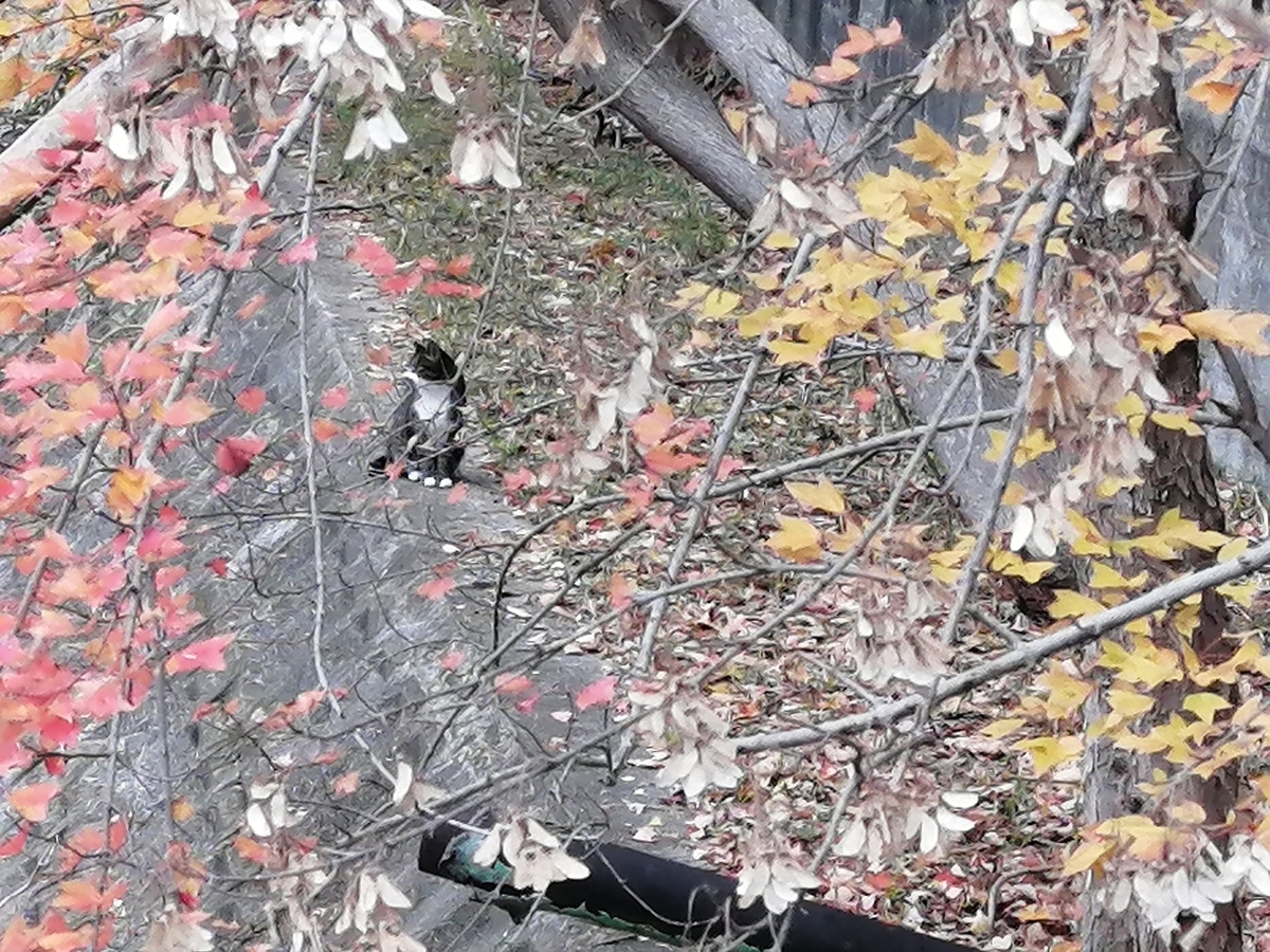 f:id:PORT_moromoro:20211213191925j:plain